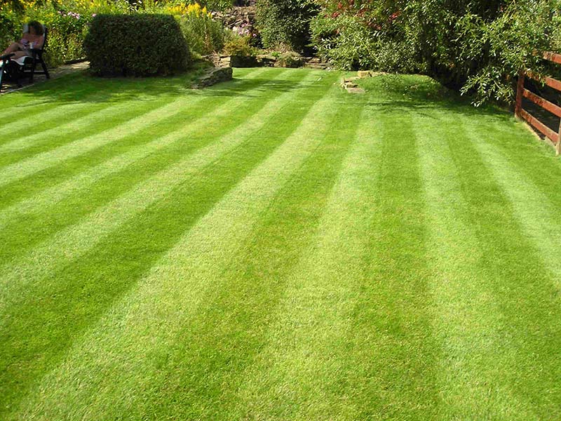 How Often Should I Mow My Lawn